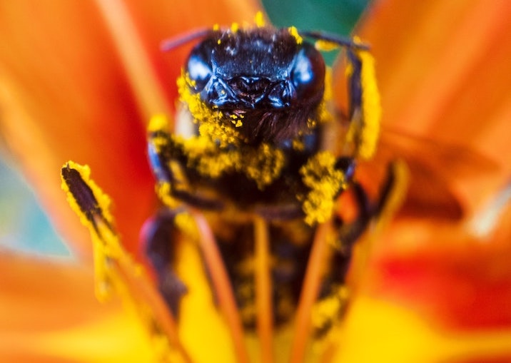 bee close to camera