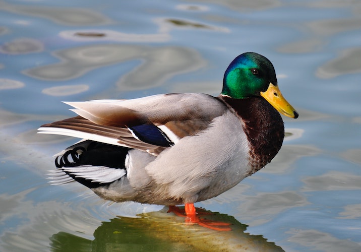 duck standing in water