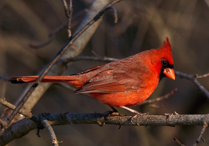 cardinal