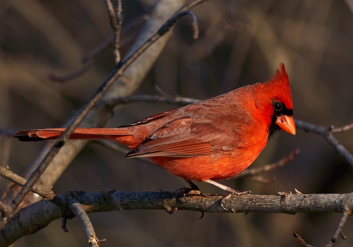 cardinal