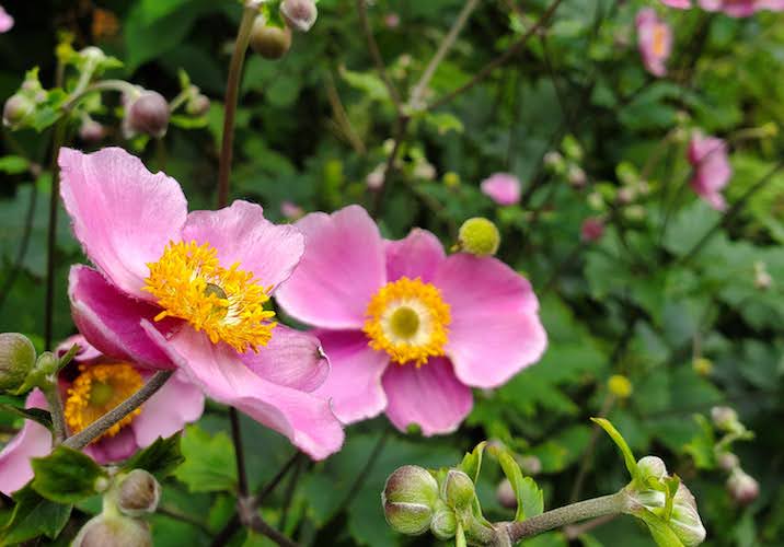 pink flowers