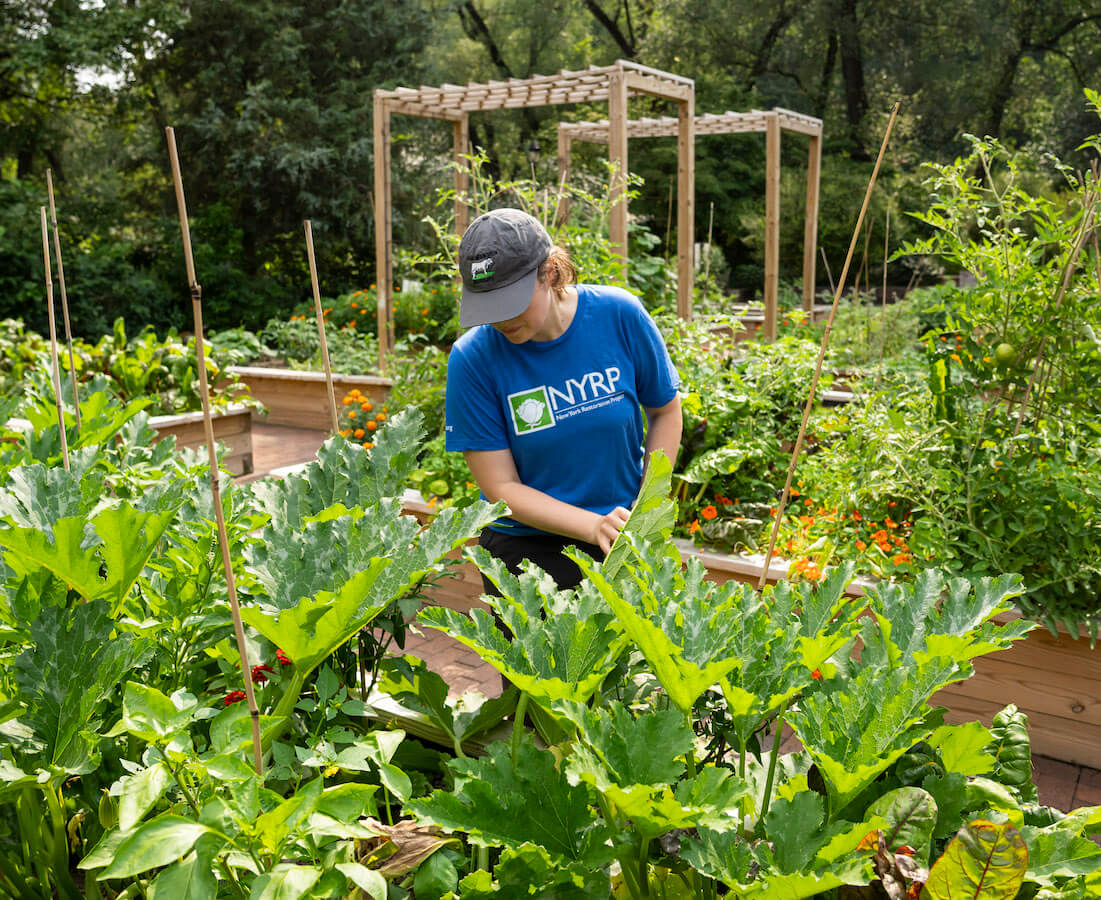 gardener