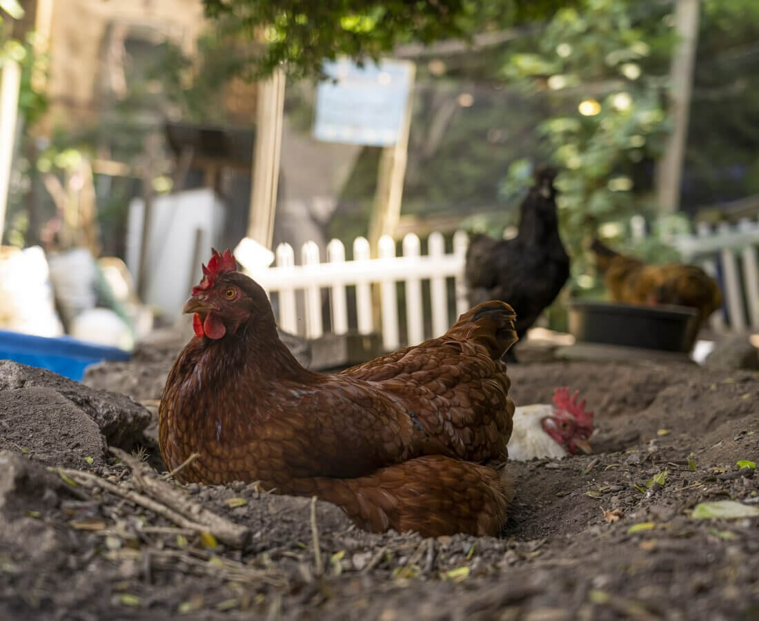Four chickens sitting in the dirt at Imani community garden