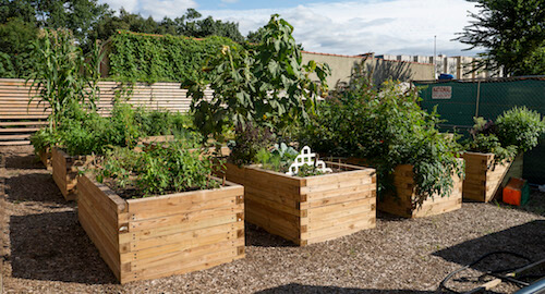 community garden