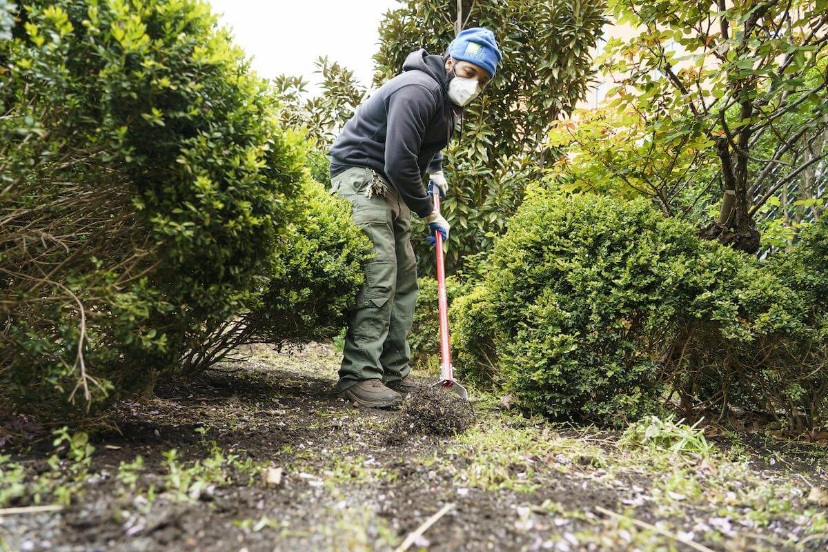 gardener raking