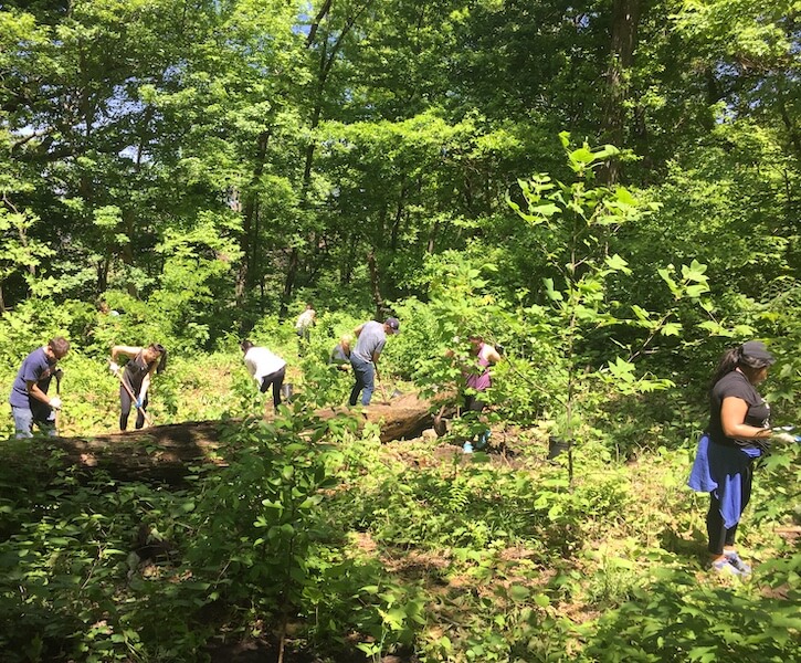 people clearing invasive species from forest