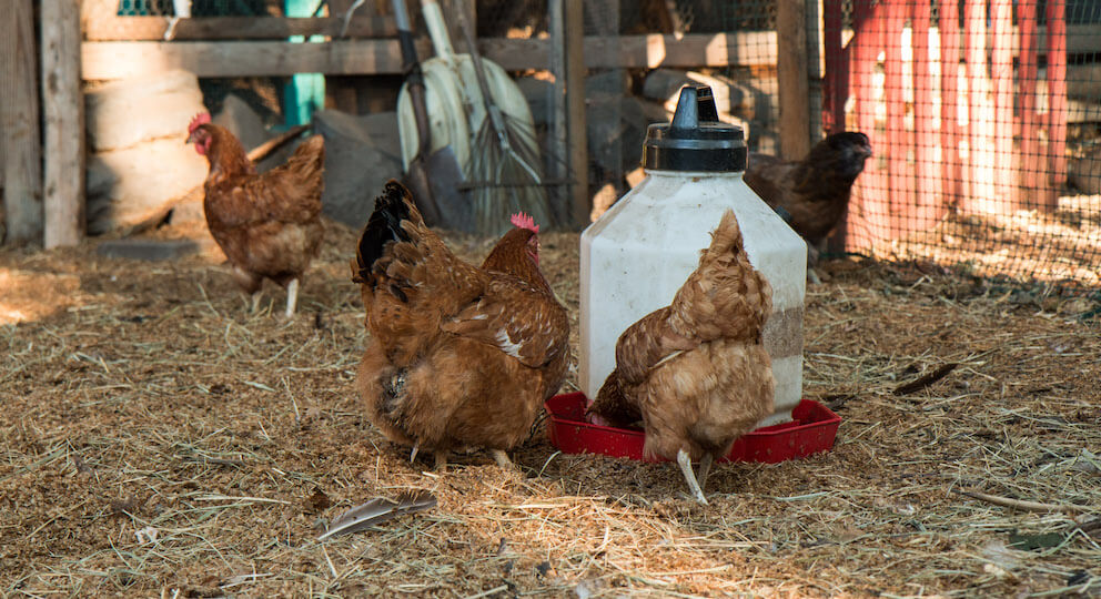 chickens in garden