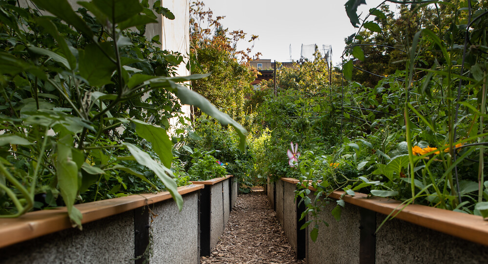 garden beds at community garden