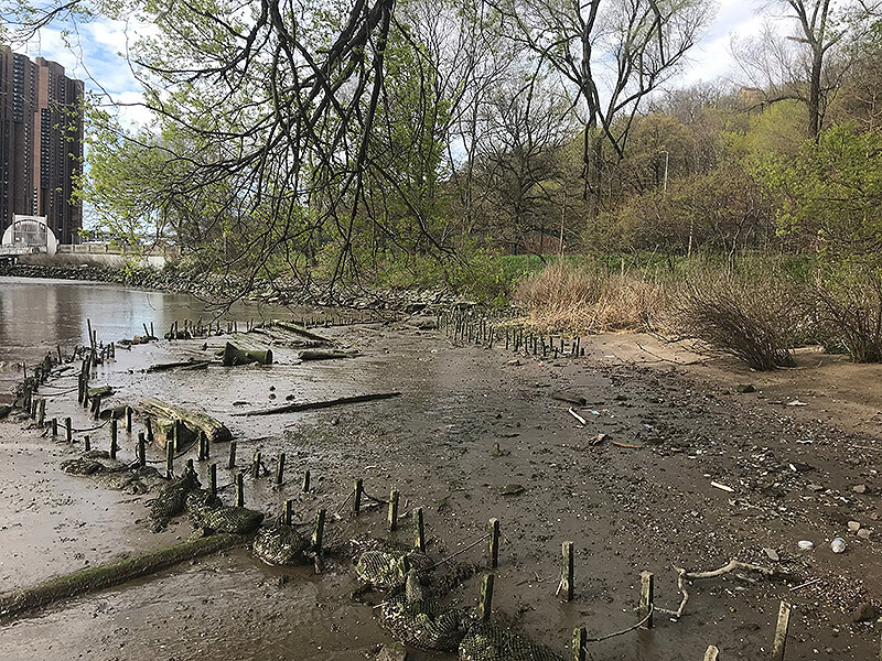 eroding shoreline on the harlem river