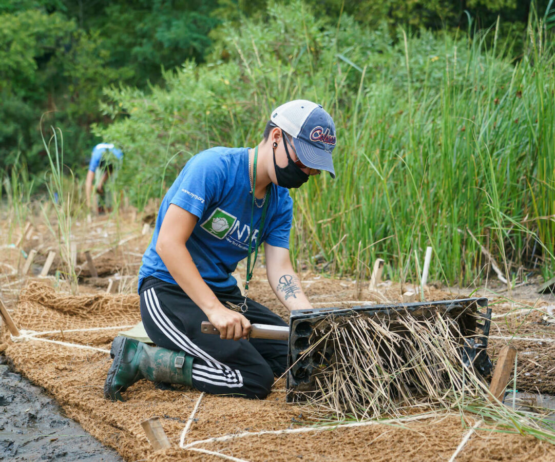 gardener planting grasses