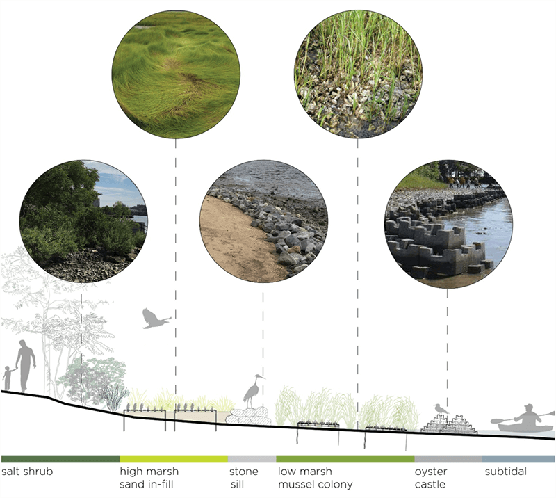 a diagram of the living shoreline elements