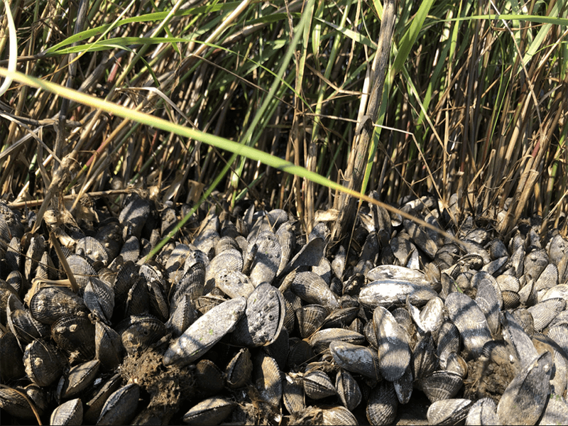 ribbed mussels growing on shoreline