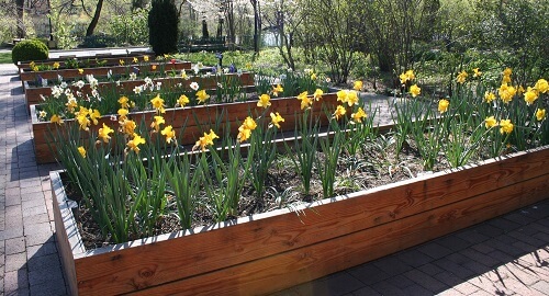 flowers growing in a garden