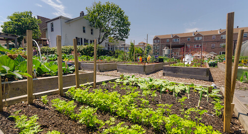 community garden