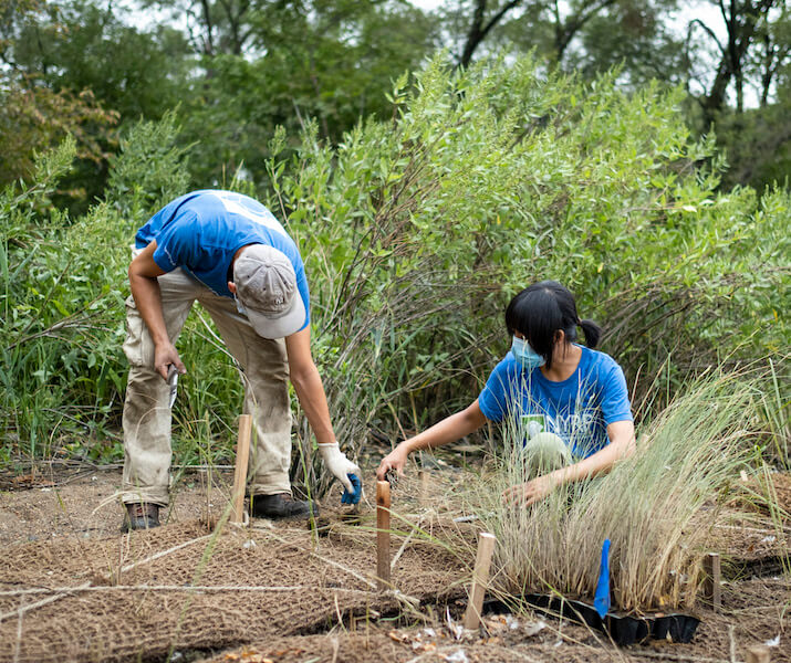 people planting grasses on shoreline