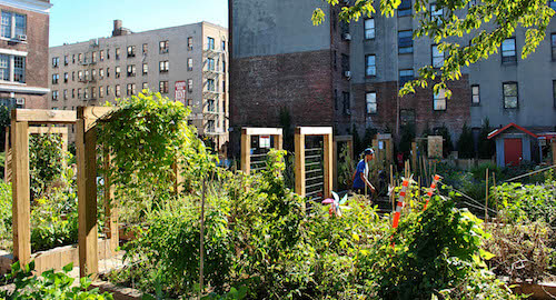 community garden