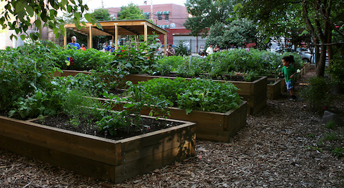 people in community garden