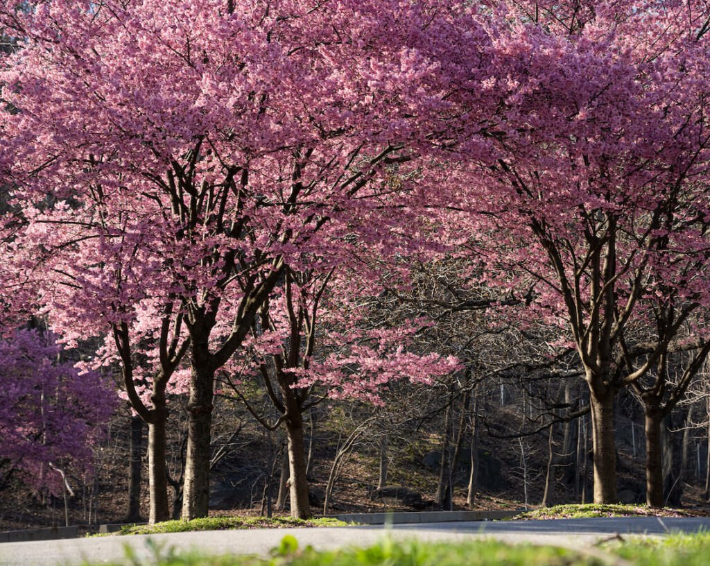 cherry trees