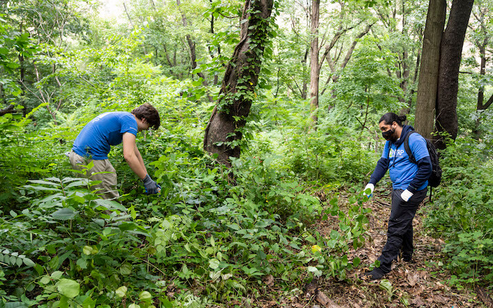 landscapers pruning trees