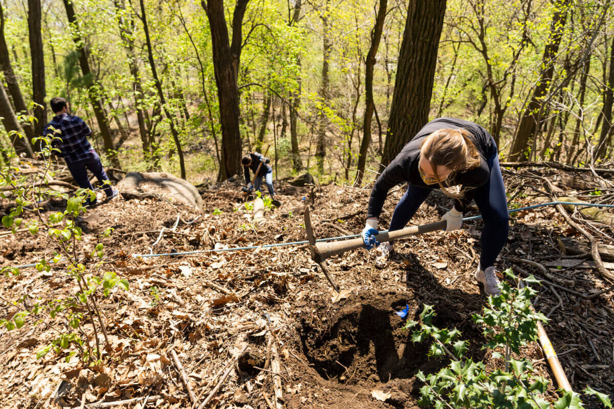person planting tree in forest
