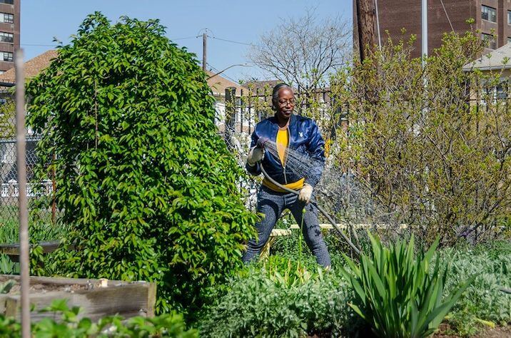 gardener watering garden beds