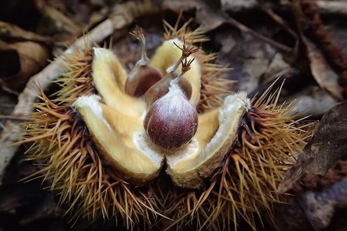 open chestnut bur with chestnut