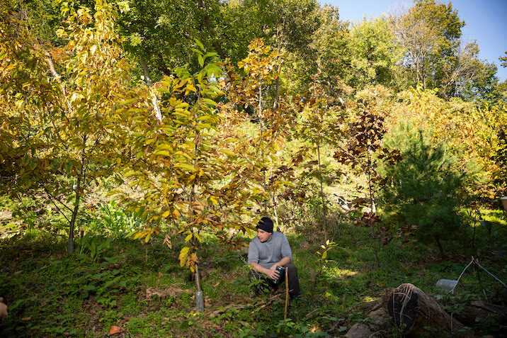 person in forest with chestnut trees