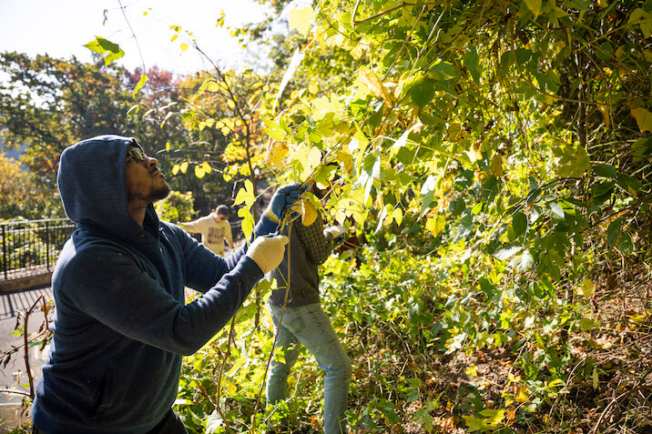 removing invasive vines
