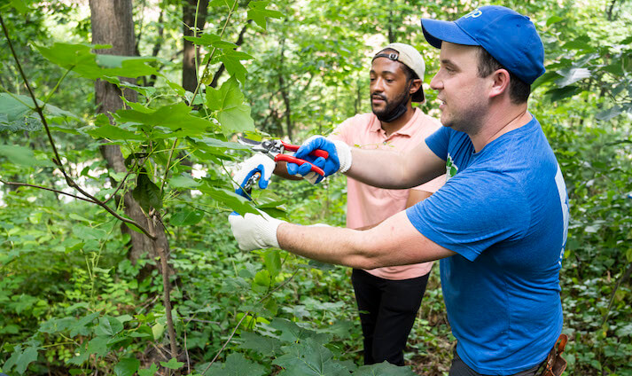 people removing invasive vines from a tree