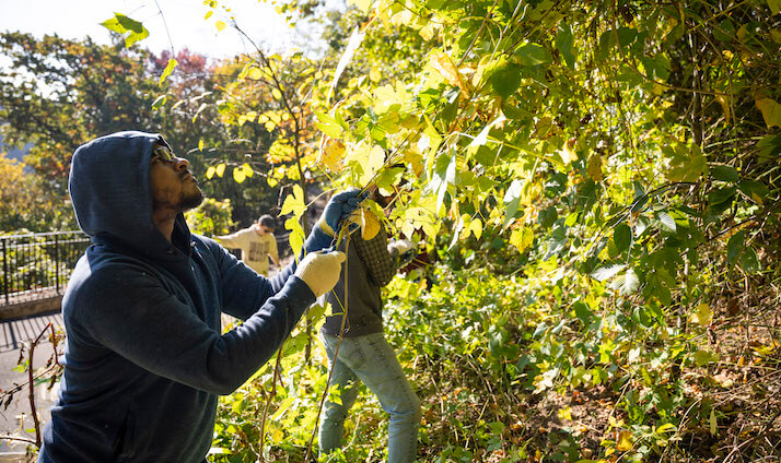 volunteer removing vines off a tree