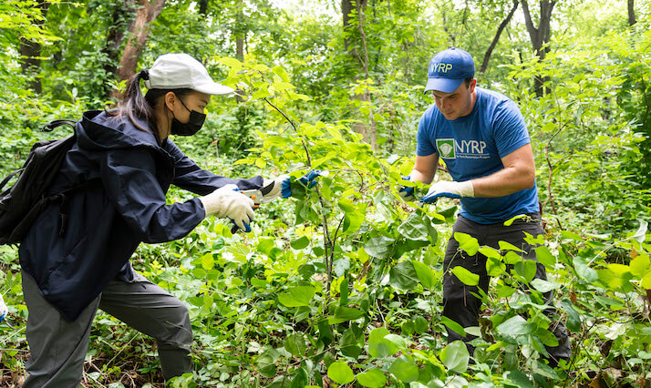 volunteers trimming plants