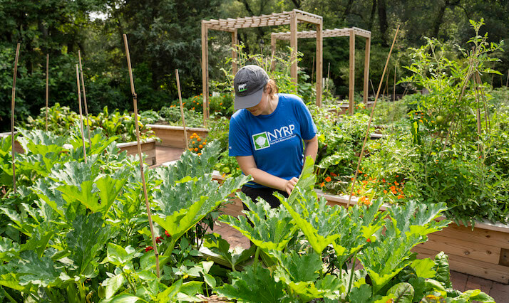 Volunteer in garden