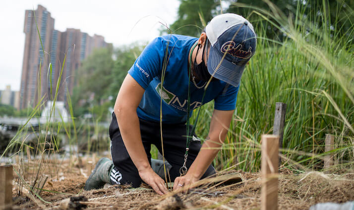 volunteer planting along the harlem river shoreline