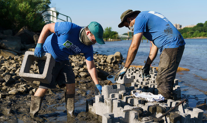 people building oyster reefs