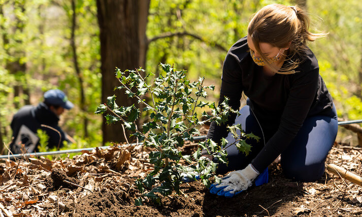 volunteer planting a tree