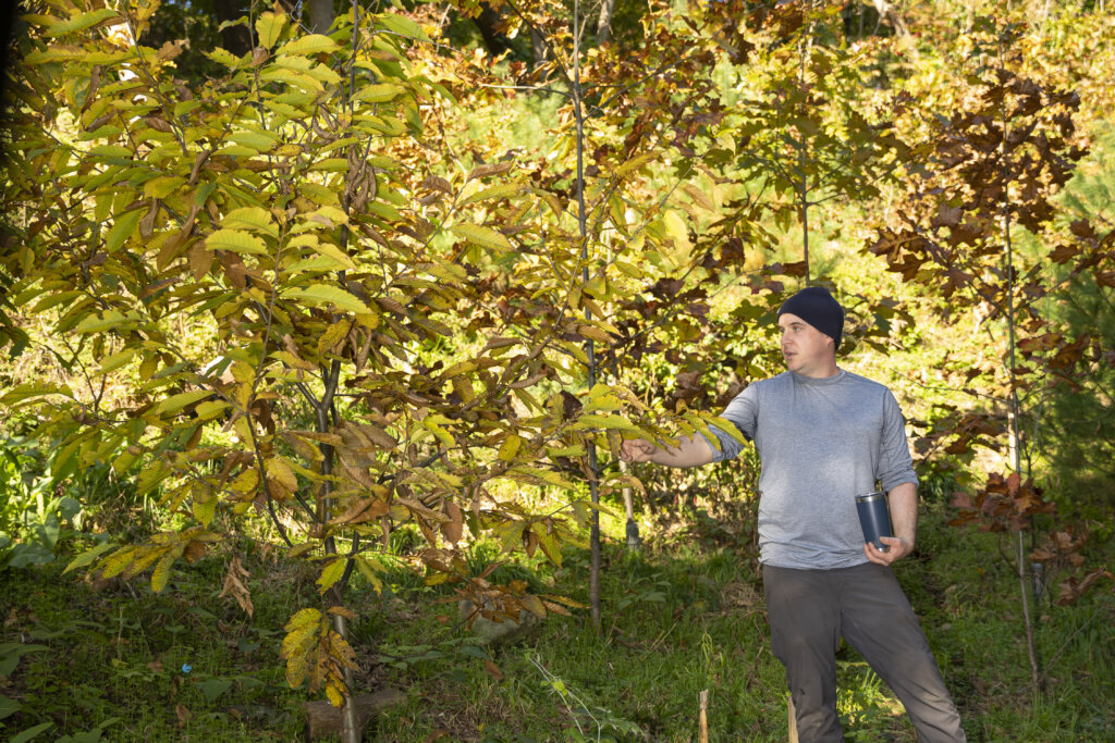 Person next to an american chestnut tree