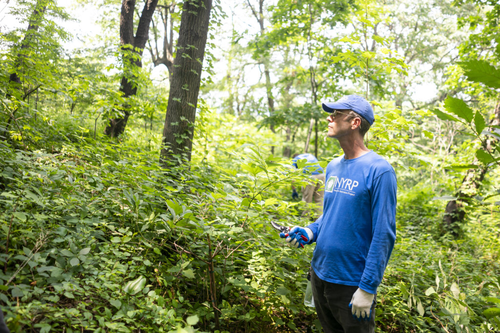 NYRP Staff member in Highbridge Forest