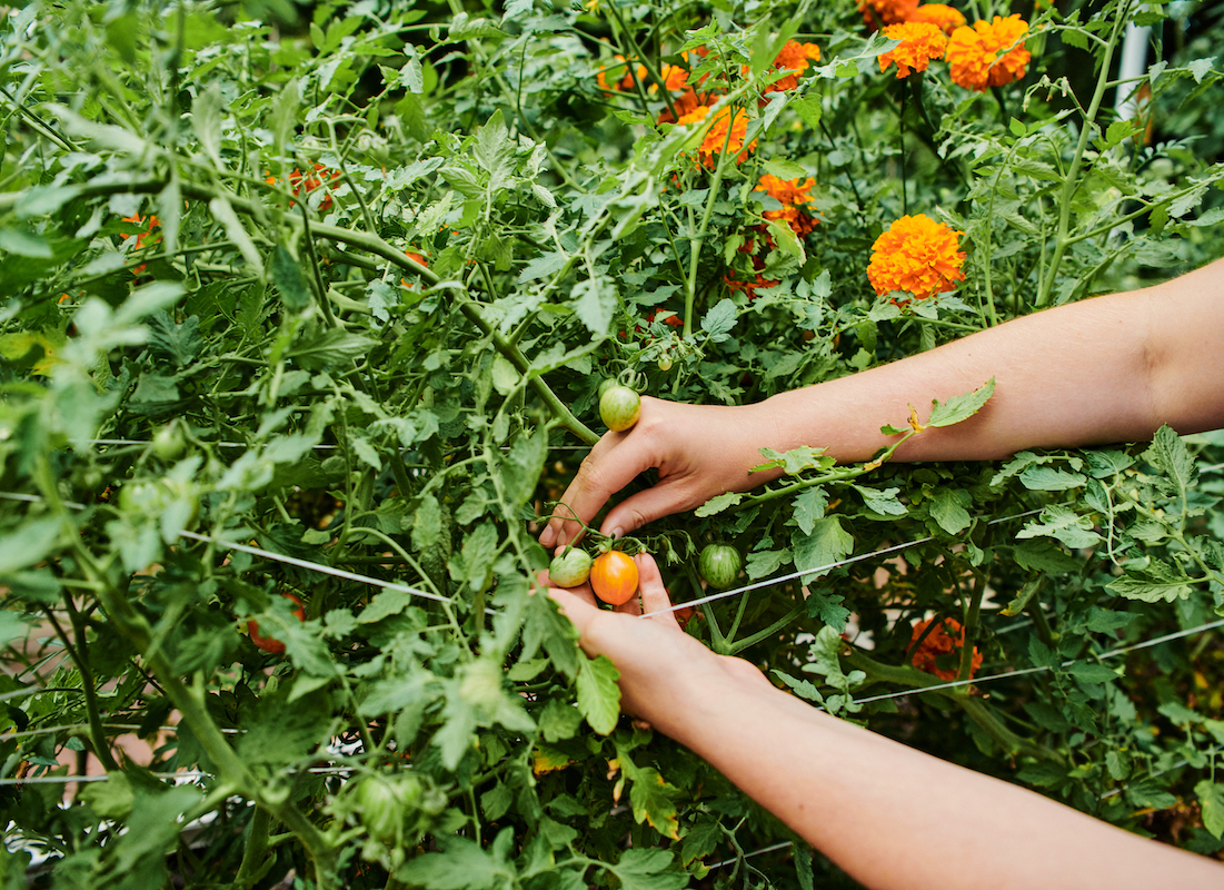 cherry tomato in a garden