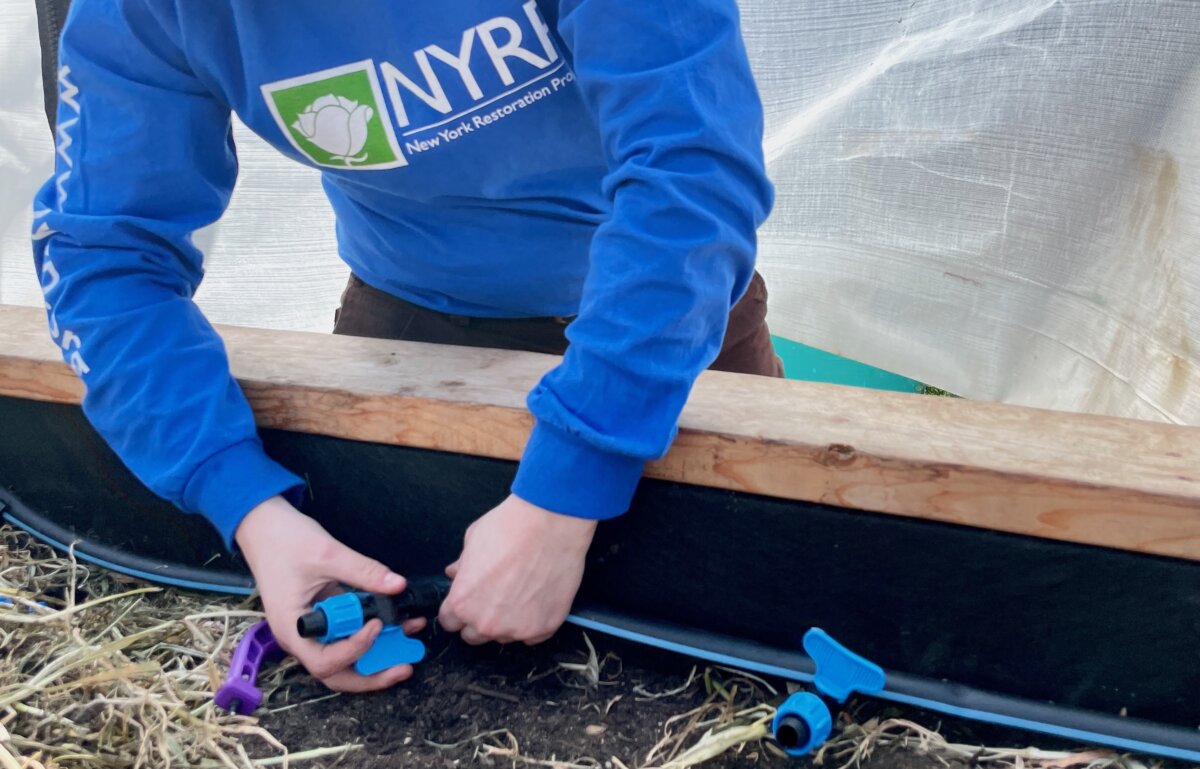 Person wearing NYRP shirt assembles an irrigation system