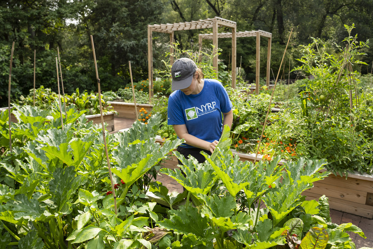 person harvesting produce from garden bed