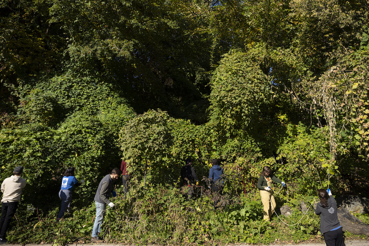 people in park removing invasive vines