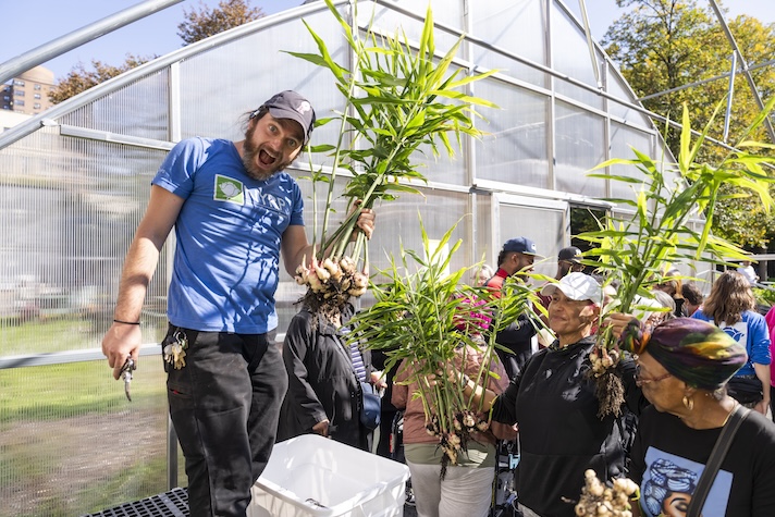 person holding ginger plants