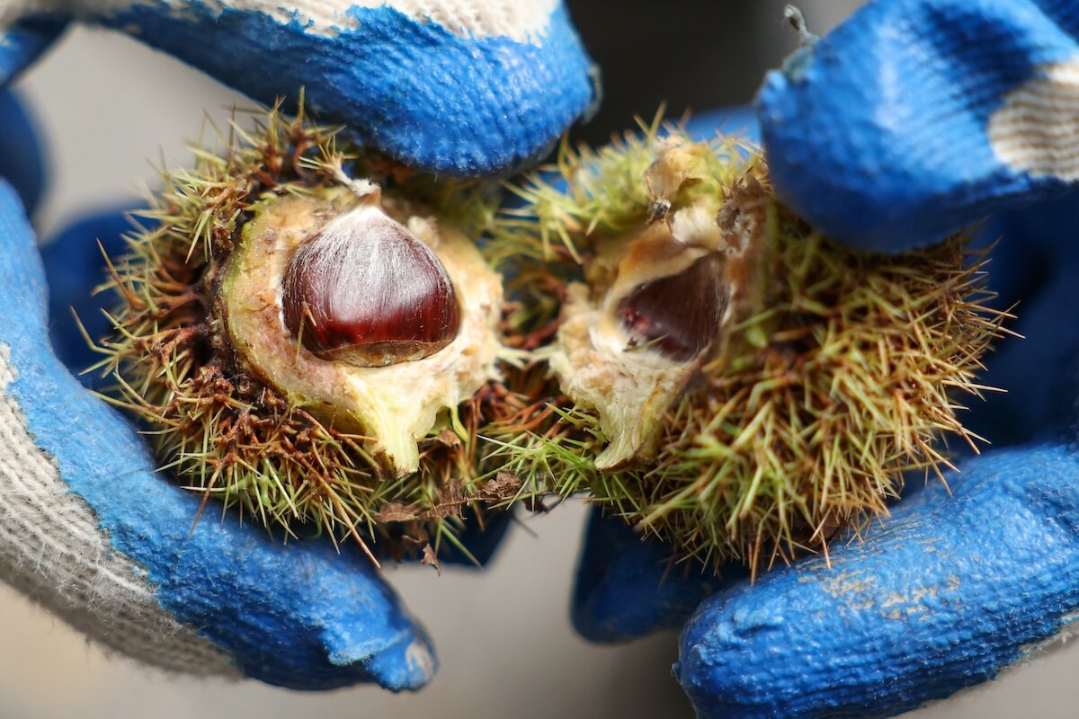chestnut in hands