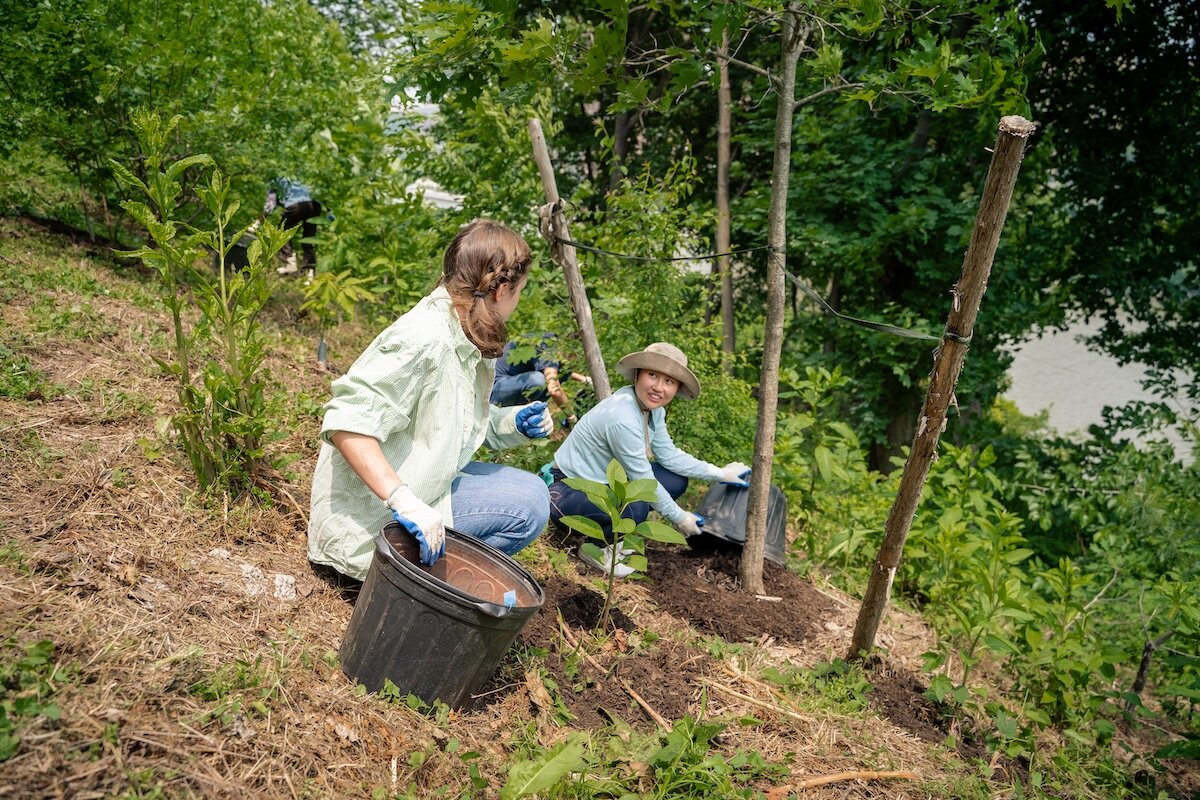 people planting tree
