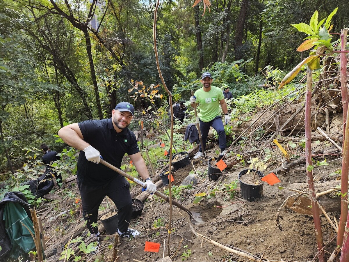 people planting trees in park