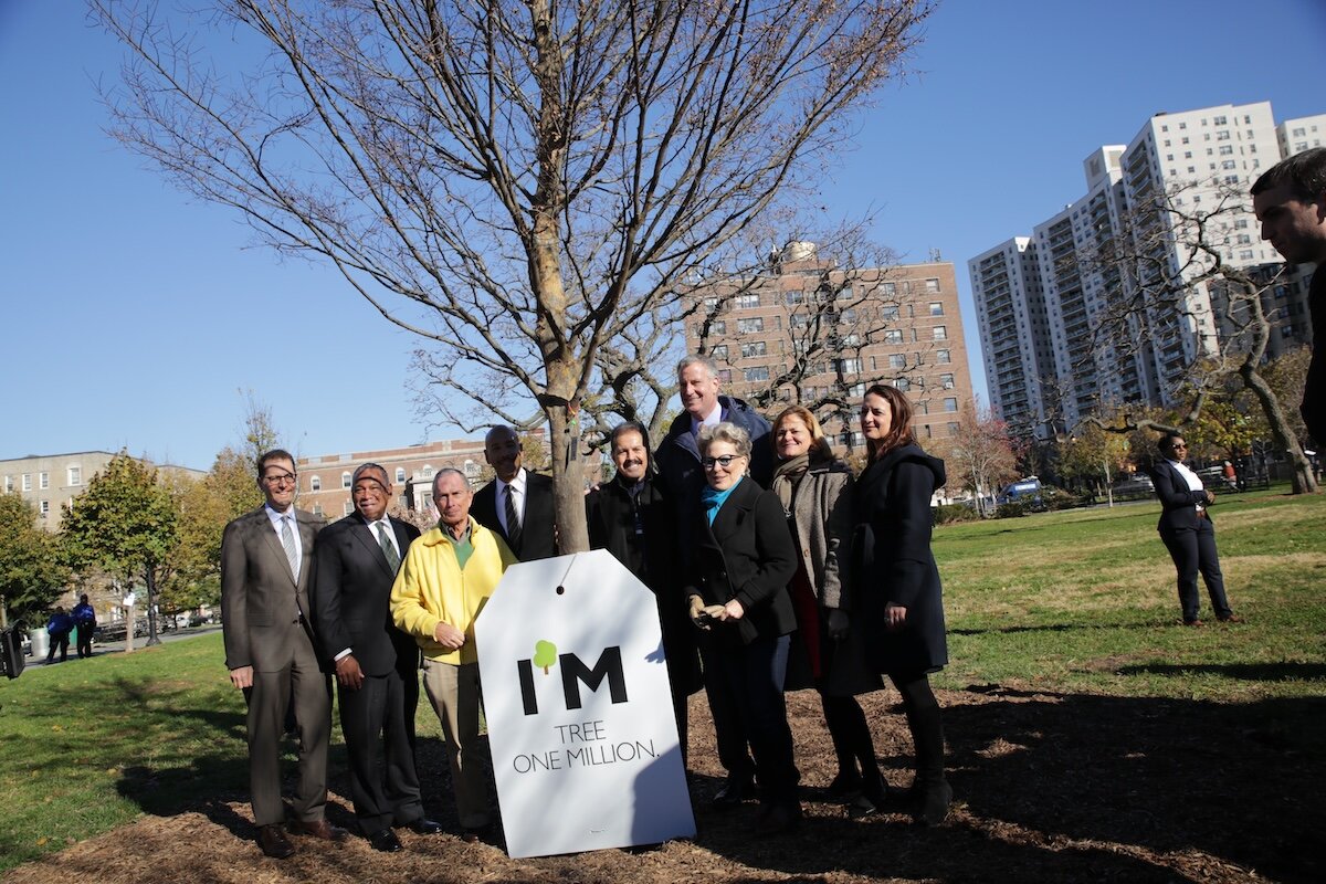 people standing with tree