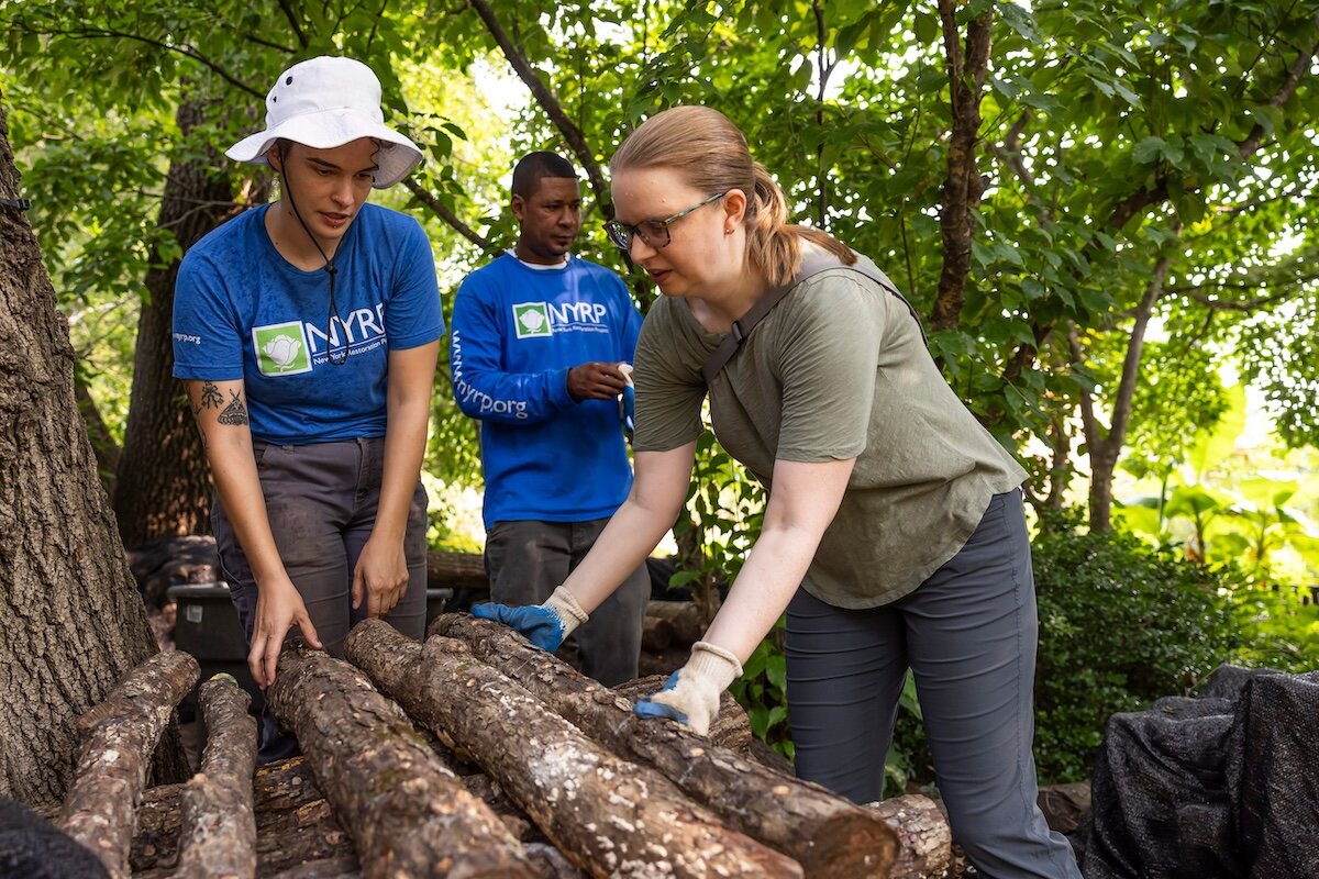 people handling mushroom logs