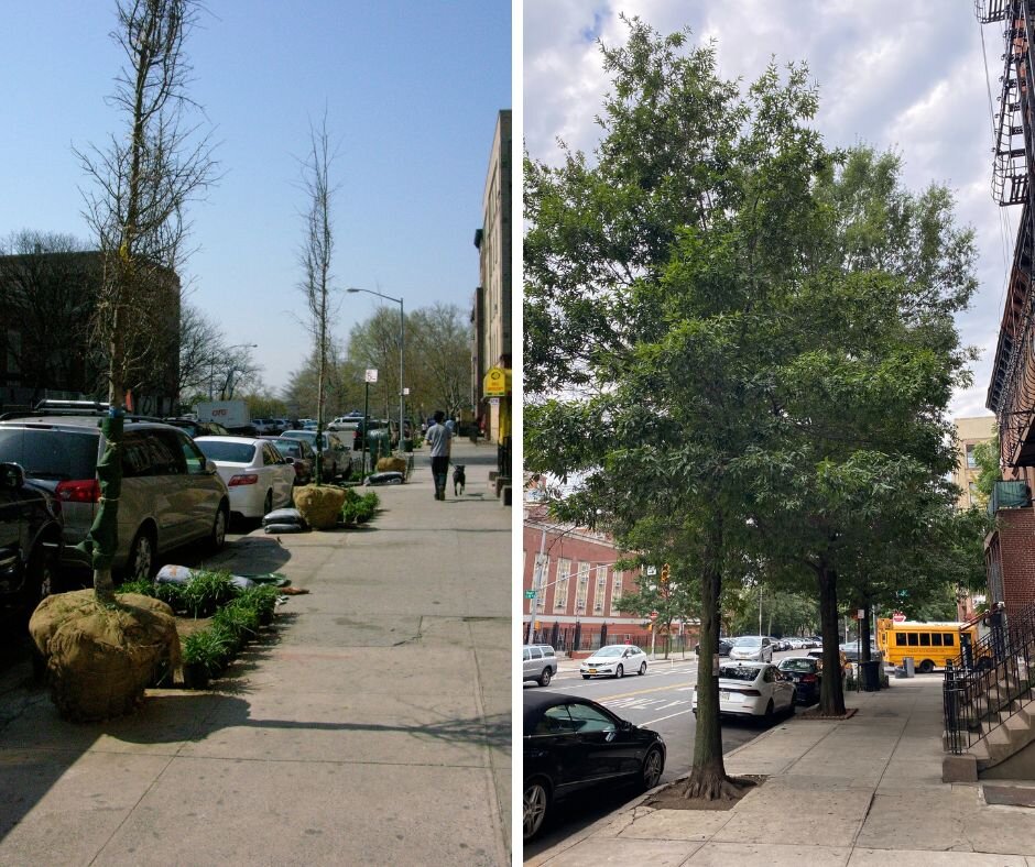 street trees