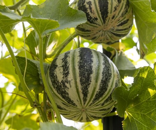 Photo of a watermelon on the vine