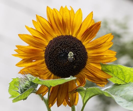 sunflower with bee